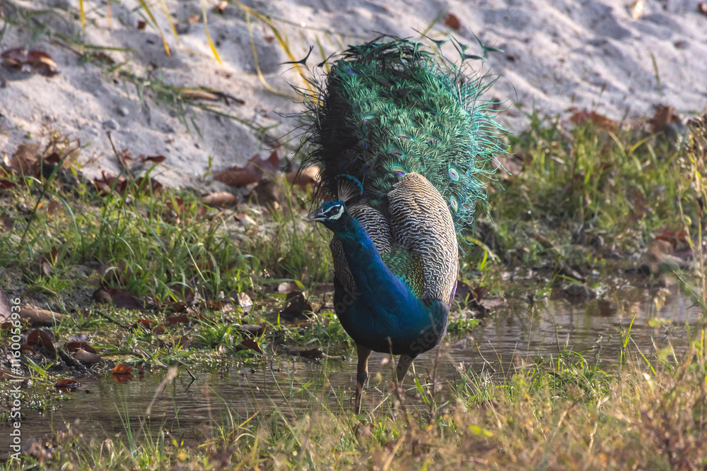 Fototapeta premium peacock in the woods