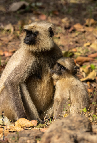 Langur monkey photo