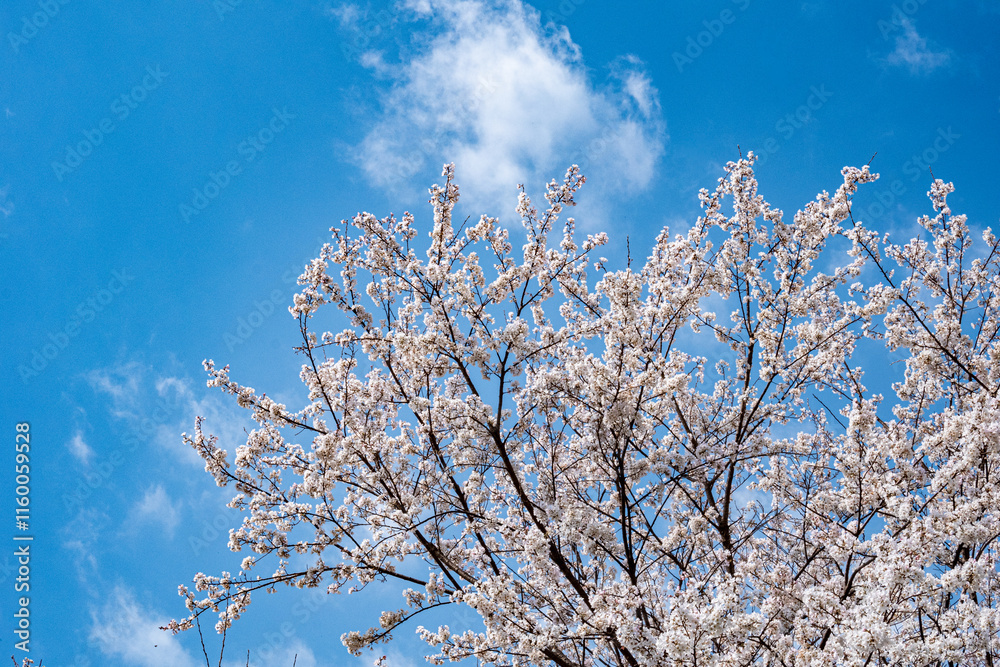 青空に映える満開の桜と白い雲