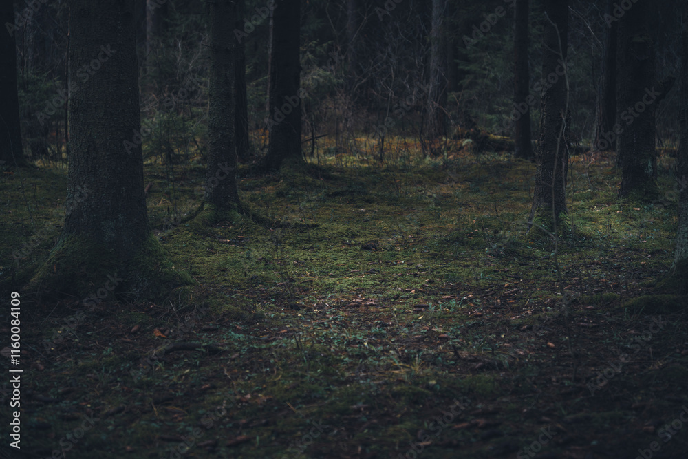 Fototapeta premium Moss-covered forest floor with tree trunks in twilight