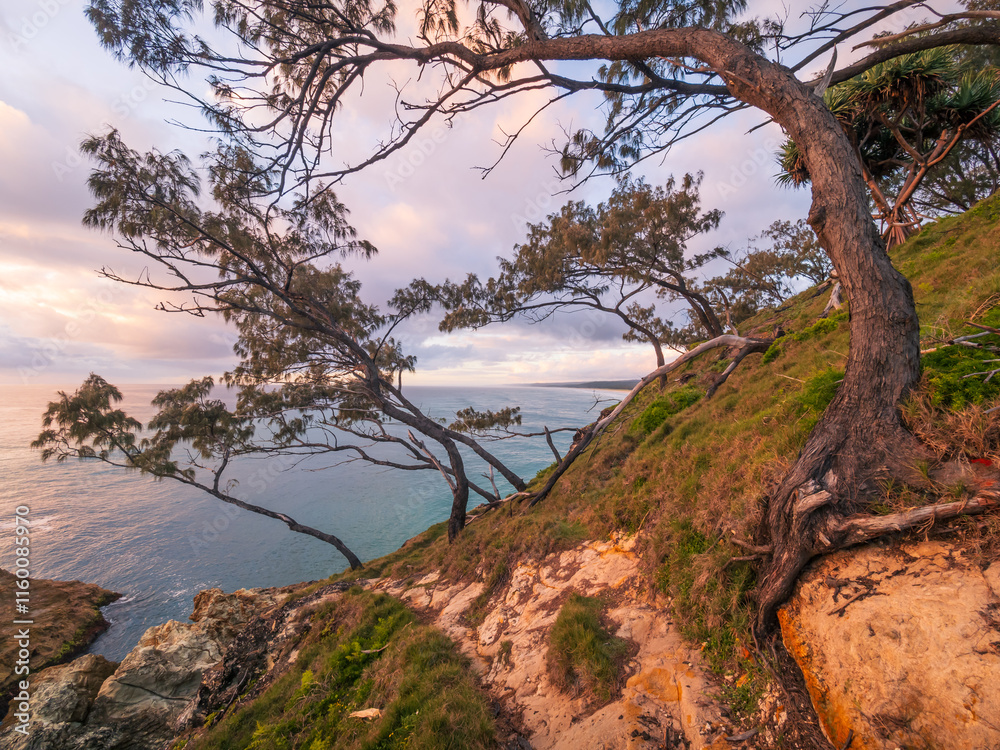 Coastal Morning with Trees on Headland