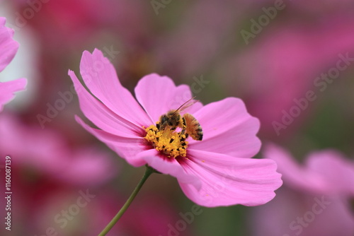 ピンクのコスモスの蜜を吸うミツバチ
