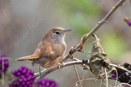 A northern house wren (Troglodytes aedon) in a patch of beautyberry and other plants in Tarpon Springs, Florida photo