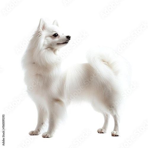 Angled view full body shot of an extremely perfect looking single Japanese Spitz animal isolated on a white transparent background
