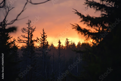 Sunset over a once-thriving forest, now reduced to deforested land photo