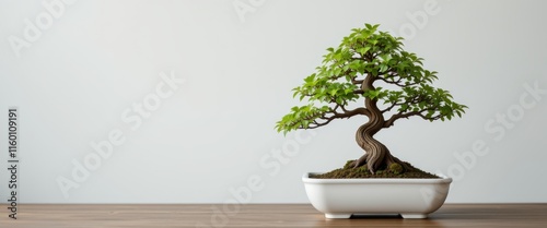 Elegant bonsai tree in a shallow pot, a perfect studio image for minimalistic or nature-inspired visuals.