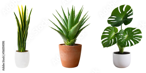 a vibrant snake plant (Sansevieria), A lush indoor plant with large, vibrant green leaves, such as a monstera and a potted aloe vera plant with thick, fleshy leaves,