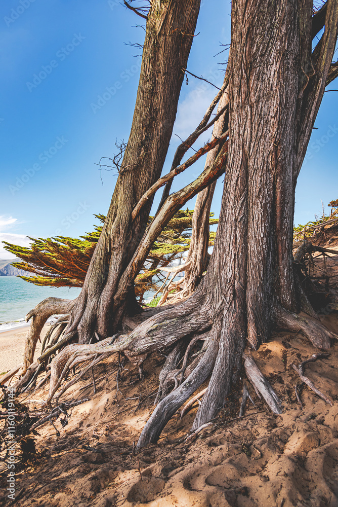 Ancient Trees in Baker Beach San Francisco California Ancient Trees in Baker Beach San Francisco California