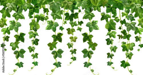 A cascading arrangement of green ivy leaves on a white background.
