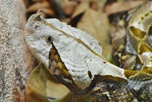 The Gaboon Viper (Bitis gabonica) is a venomous snake native to sub-Saharan Africa photo