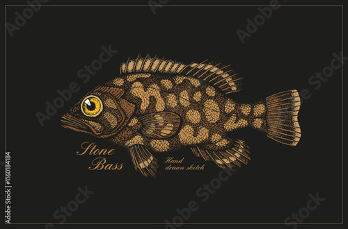 Vintage fish illustration