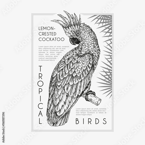 Vintage parrot illustration