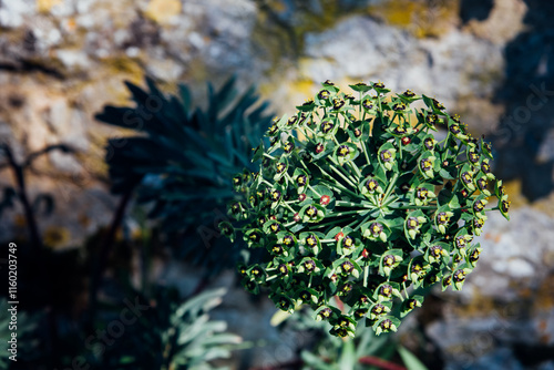 Wallpaper Mural Fleur en boule. Tête de fleur sphérique. Gros plan sur Euphorbe. Lumière douce sur une plante. Torontodigital.ca