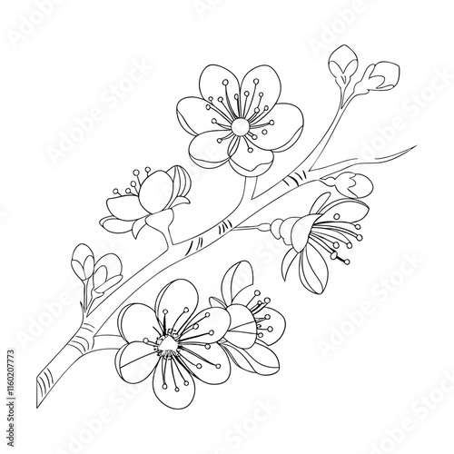 Cute kids coloring pages, easy Sweet pea drawing, Sweet pea flower black and white illustration