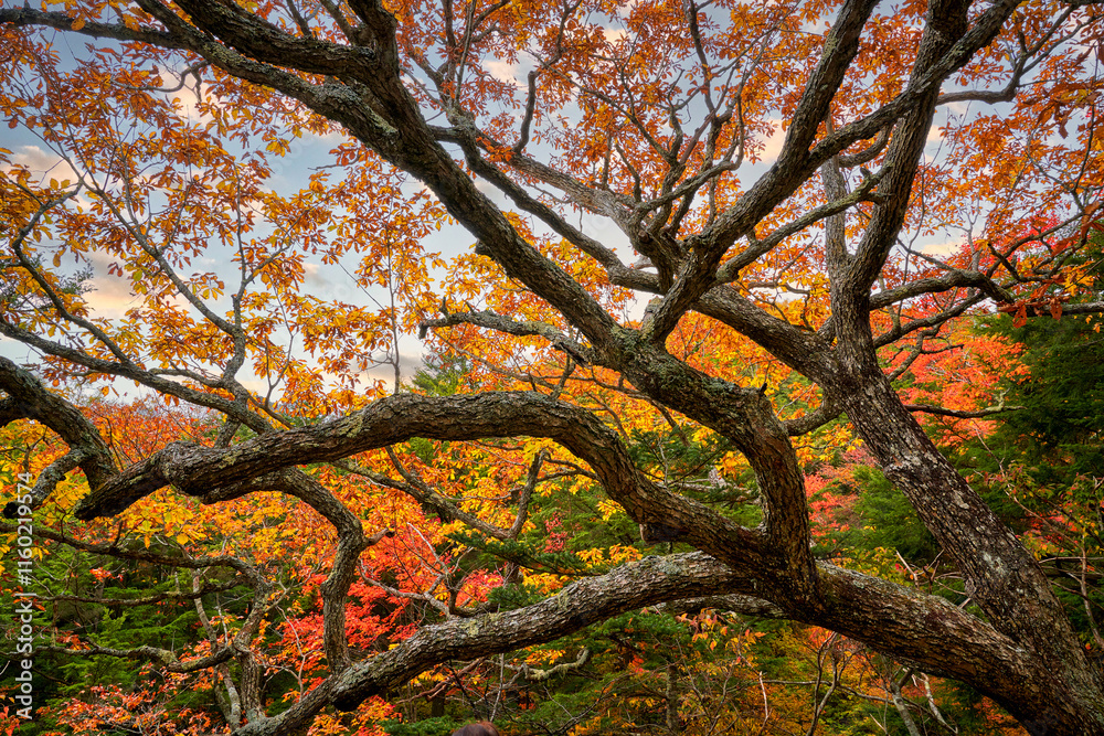 Colorful of tree leaf in nikko , Japan , Travel destination in autumn season of japan country. Colorful of tree leaf in nikko , Japan , Travel destination in autumn season of japan country.