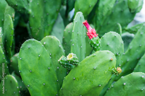 Beautiful Opuntia cochenillifera in the garden. photo