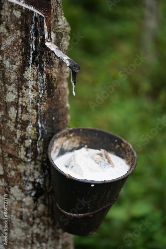 Rubber from Rubber Tree