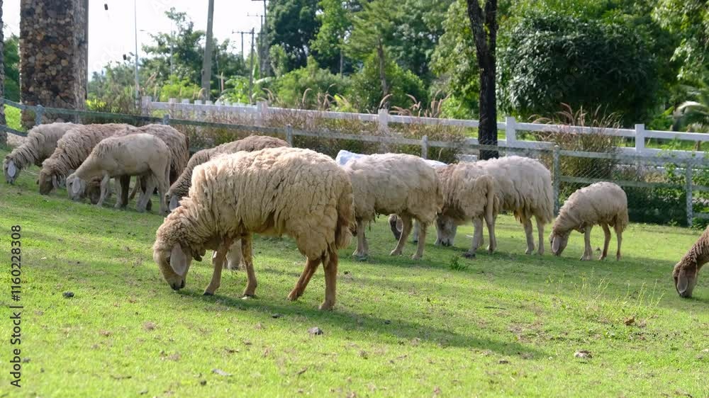 Sheep grazing peacefully in a green meadow. Sheep grazing peacefully in a green meadow.