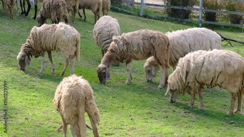 Grazing sheep in a tranquil green pasture.