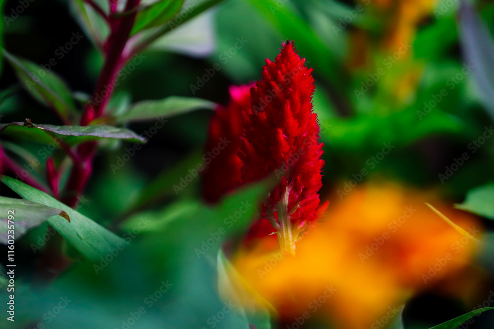 Red flowers. Potted cock flower. Garden ornamental flowers. Annual flowering plants. Red flowers. Potted cock flower. Garden ornamental flowers. Annual flowering plants.