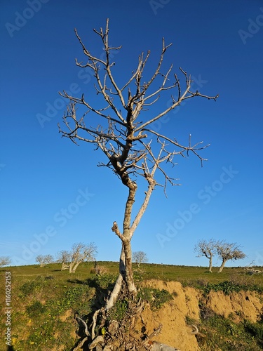 winter tree & blue sky