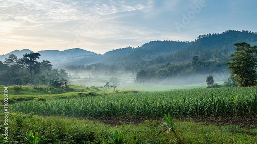 Cornfield landscape with morning sunlight and misty mountains creating a peaceful outdoor farm scene perfect for serene nature backgrounds