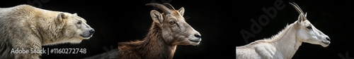 A captivating trio featuring a polar bear, goat, and white antelope in profile view. photo