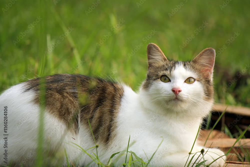 Portrait of a beautiful striped cat looking up and close up. Portrait of a beautiful striped cat looking up and close up.
