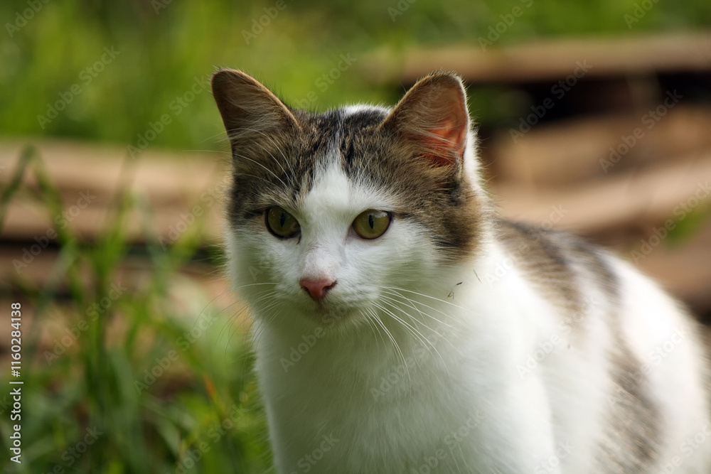 Portrait of a beautiful striped cat close up. Portrait of a beautiful striped cat close up.
