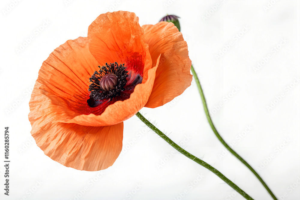 poppy flower isolated on white background