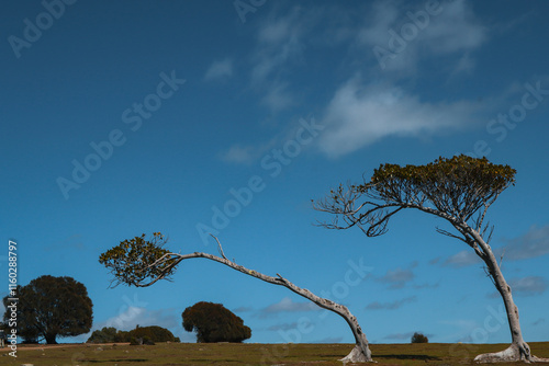 Leaning trees and blue sky