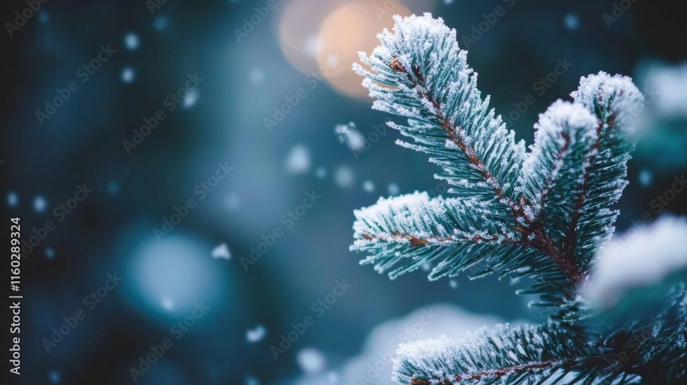 Frosty Pine Branch Winter Wonderland Scene Frosty Pine Branch Winter Wonderland Scene