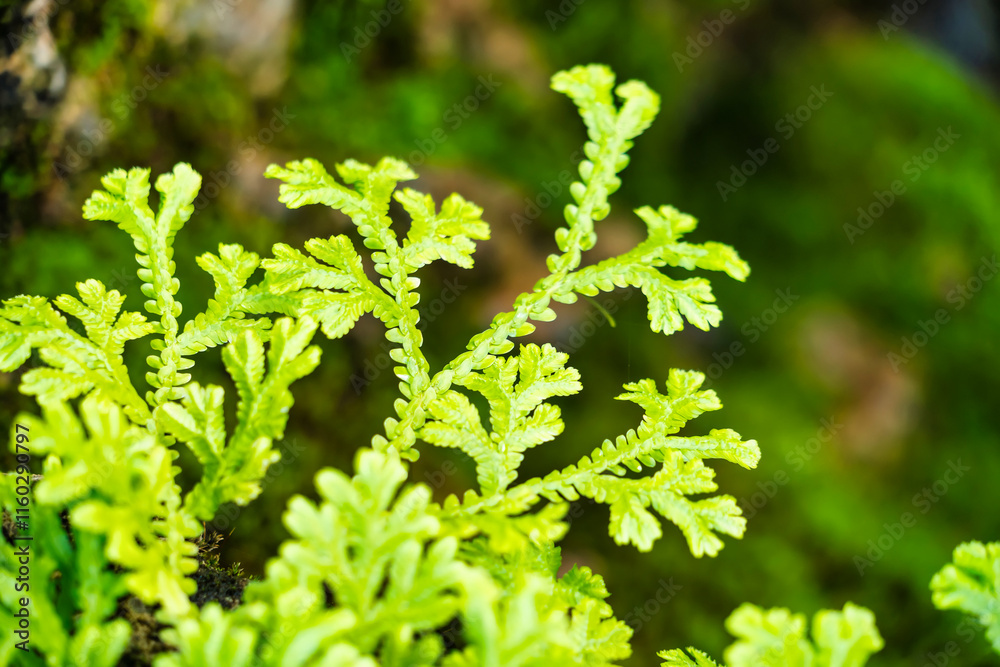 Naklejka premium Close-Up of Delicate Fern Leaves with Intricate Details, Showcasing Nature's Artistry