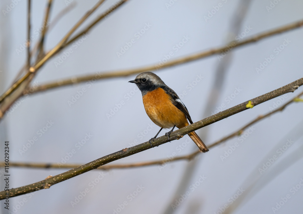 A long-tailed strike on the dead branches. A long-tailed strike on the dead branches.