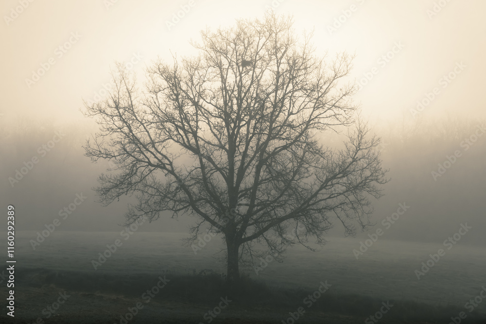 A large tree shrouded in mist and silhouetted against the morning sunlight on a winter morning standing alone in a field A large tree shrouded in mist and silhouetted against the morning sunlight on a winter morning standing alone in a field