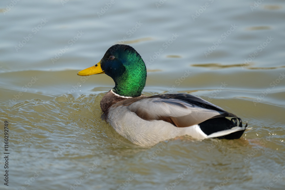 A Common Mallard in the water A Common Mallard in the water