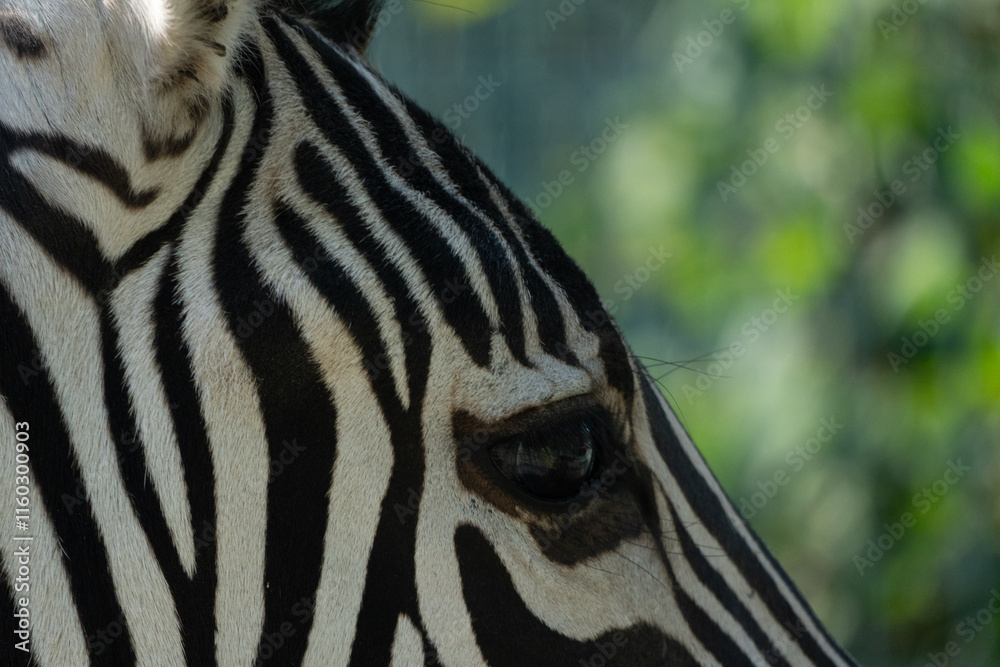 Zebra Eye Closeup Wildlife Africa: Detailed profile view of a zebra's eye and stripes in its natural African habitat, showcasing its unique markings. Zebra Eye Closeup Wildlife Africa: Detailed profile view of a zebra's eye and stripes in its natural African habitat, showcasing its unique markings.