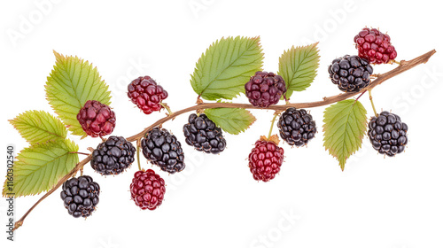 Ripe Blackberries Branch with Green Leaves Isolated on Black