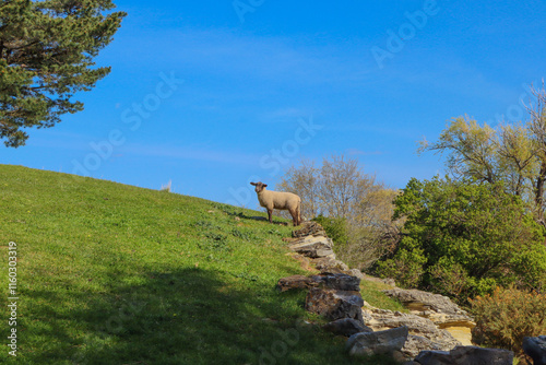 sheep on a hill