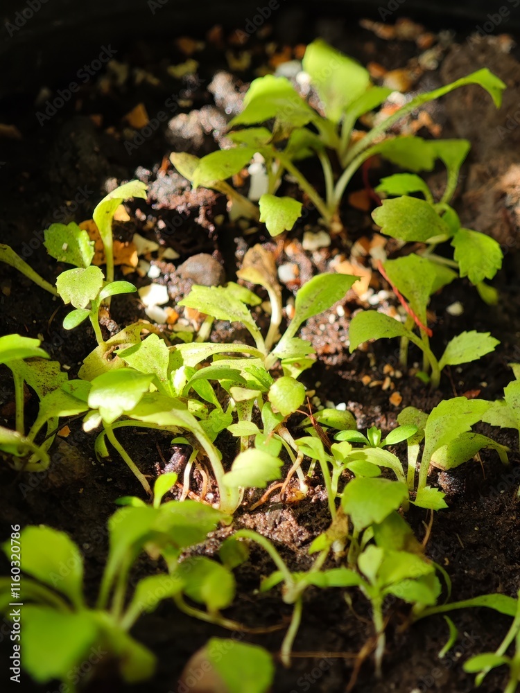 Fototapeta premium Fresh Green Seedlings Growing in Soil Under Natural Light