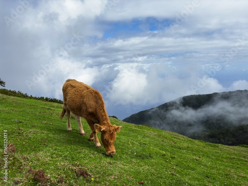 Grazing Cow on Misty Mountain Pasture