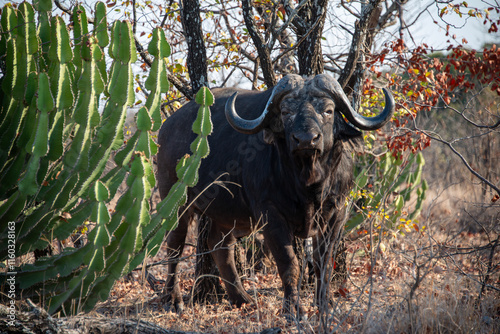 An African Buffalo (Syncerus caffer), also known as the Cape Buffalo, grazes peacefully beside a Candelabra Naboom (Euphorbia cooperi) in the Kruger National Park, South Africa. photo