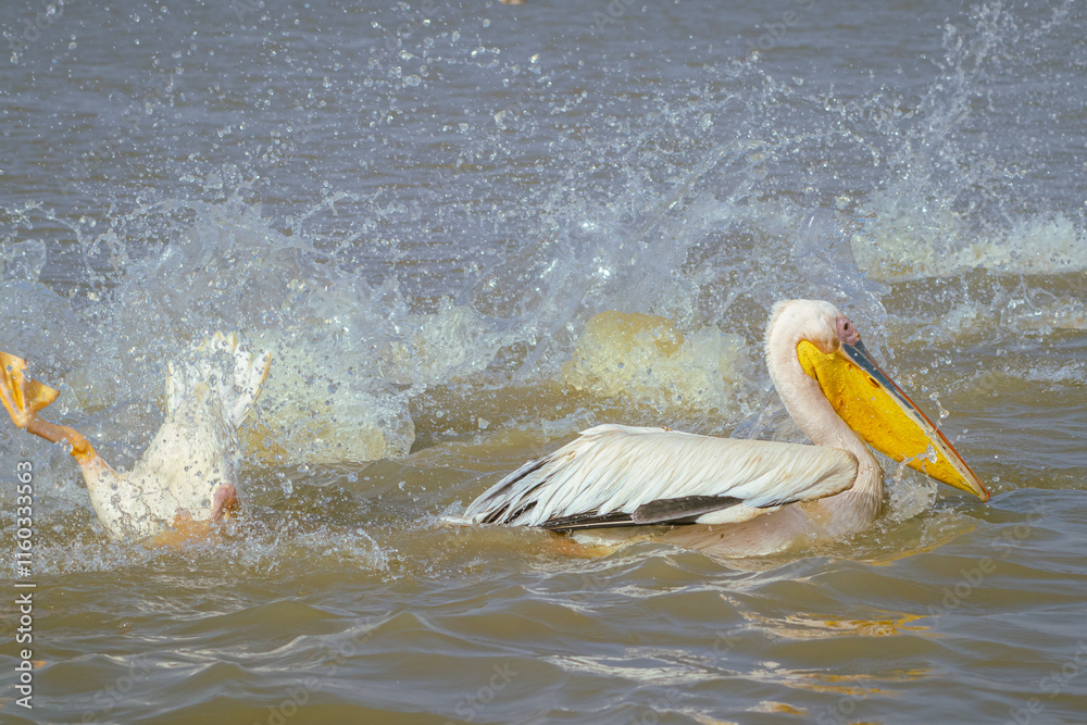 Pelicans splashing around in djoudj national park in northern senegal. Famous park with a lot of different birds having fun...