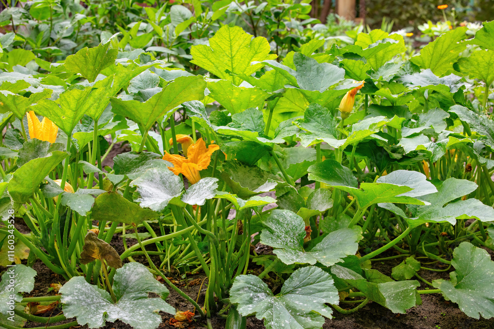 Vibrant garden filled with blossoming squash plants in early morning light