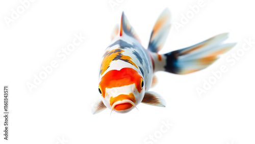 fish  background