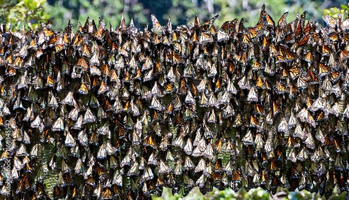 Millions of Monarch Butterflies Overwintering in the Oyamel Fir Forests of Mexico photo