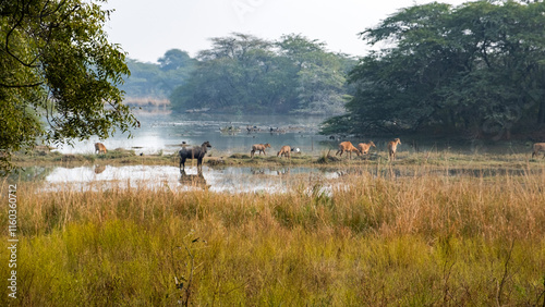 blue bulls in a national park of India photo