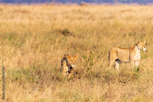A pride of lions -Panthera Leo- in the golden light of the early morning in the Serengeti, Tanzania