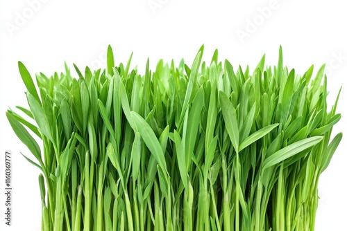 Lush green grass shoots isolated on white. photo