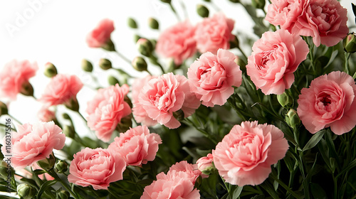 Delicate Pink Carnations Bloom Gracefully, a Symbol of Affection and Admiration in a Bright Setting.